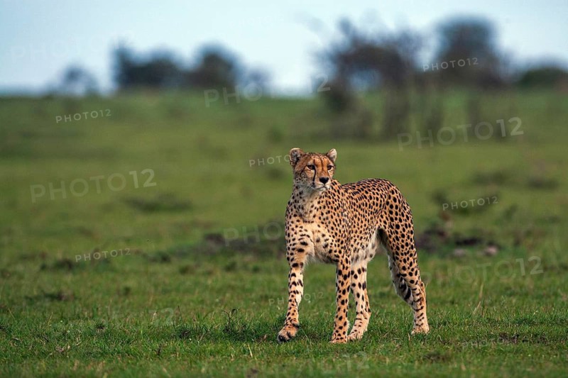 Cheetah (Panthera pardus), South Africa