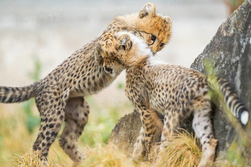 Cheetah (Acinonyx jubatus) youngsters playing with each other, captive, occurrence Africa