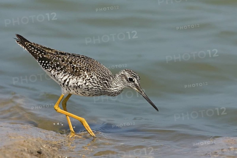 Greater Yellowlegs Tringa melanoleuca South Padre Island, Texas, United States 7 April Adult Scolopacidae