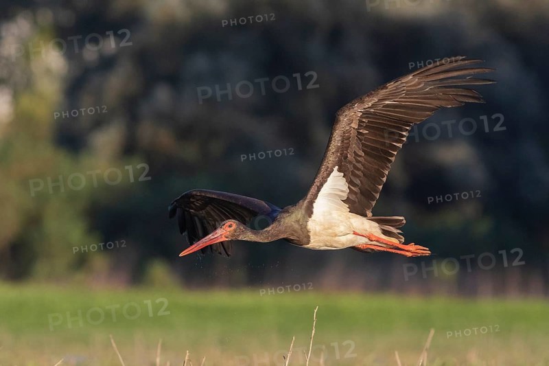 Black Stork (Ciconia nigra) flying, Tiszaalpár, Hungary