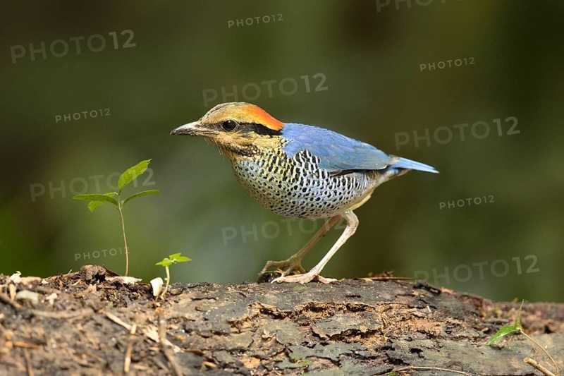 Blue Pitta (Hydrornis cyaneus) male perched on an old tree trunk, Kaeng Krachan, Thailand
