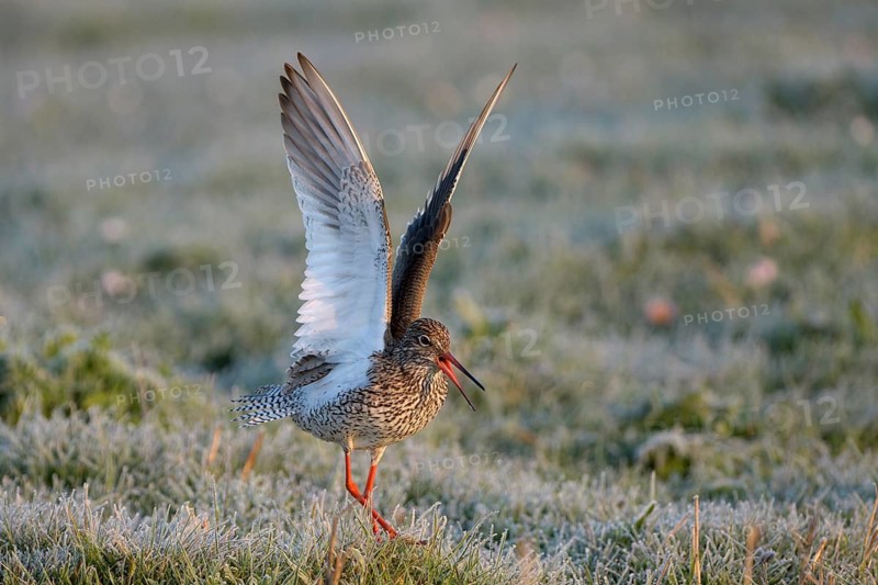 Rotschenkel (Tringa totanus), Redshank, balzendes Maennchen, mit Rauhreif, morgens, April, Insel Texel, Nordholland, Nordsee, Niederlande