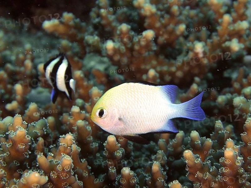 Red Sea damselfish (Dascyllus marginatus)