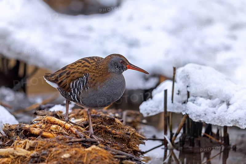 European water rail (Rallus aquaticus) adult foraging along snow covered pond shore at marshland in winter
