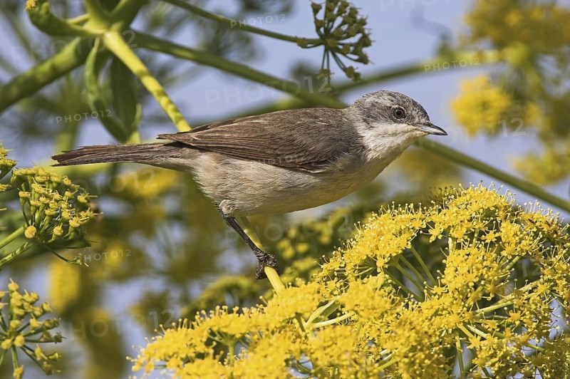 Lesser Whitethroat (Sylvia curruca), Lesvos, Greece