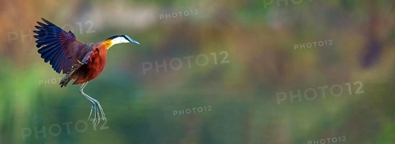 Blue-fronted Jacanas, (Actophilornis africana), Actophilornis africanus