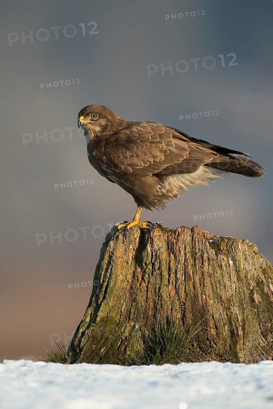 Common Buzzard (Buteo buteo), Mecklenburg-Western Pomerania, Germany