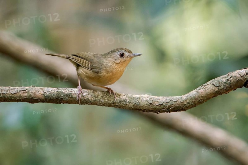 Buff-breasted Babbler (Pellorneum tickelli) perched on a branch, Di Linh, Vietnam
