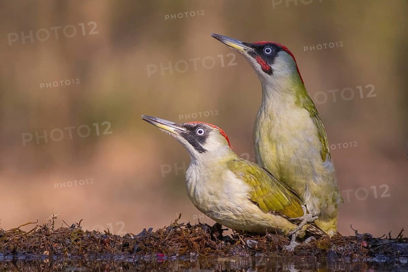 European Green Woodpecker (Picus viridis) pair mating, Subotica, Serbia