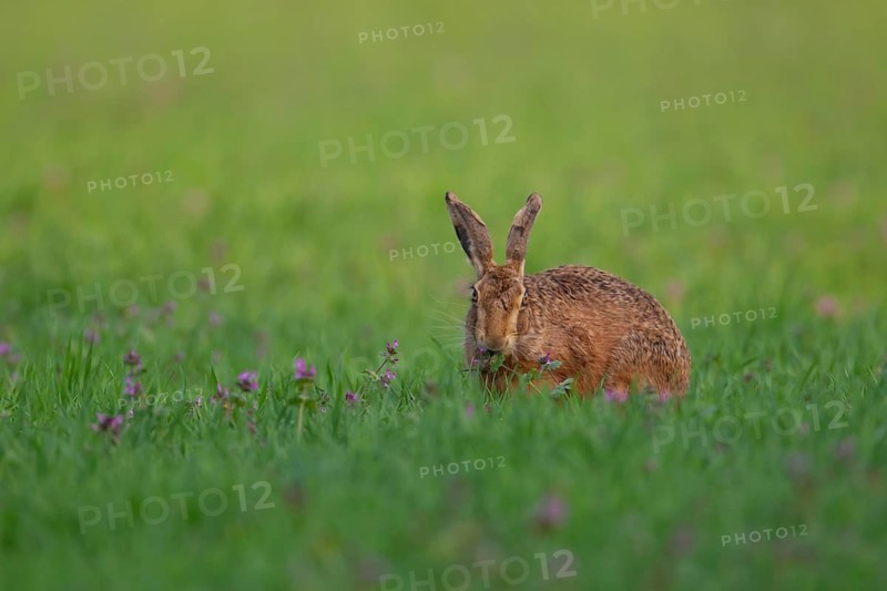 European brown hare (Lepus europaeus) adult animal feeding in a farmland cereal field in spring, Suffolk, England, United Kingdom