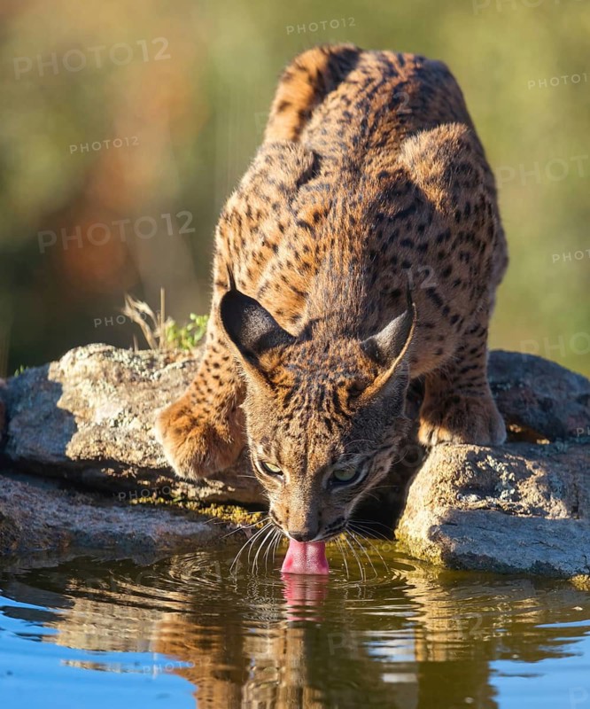 Iberian lynx (Lynx pardinus), drinking water at the waterhole, Hides De Calera / Lynx Hide, Calera Y Chozas, Castilla La Mancha / Toledo, Spain
