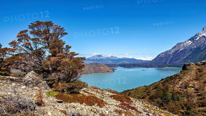 Wide view of a lake surrounded by mountains with a large tree in the foreground under a blue sky, The landscape of Torres del Paine National Park in Patagonia Chile