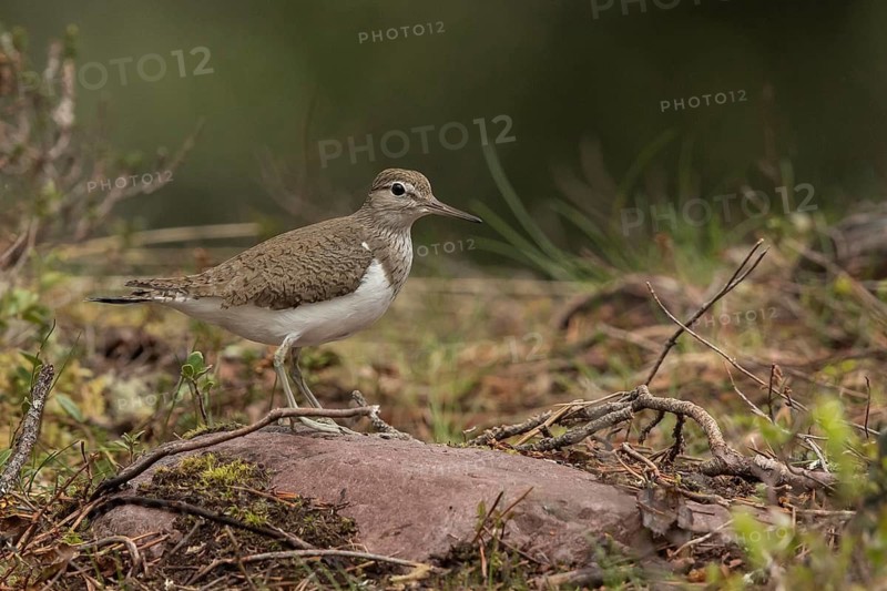 Common Sandpiper (Actitis hypoleucos) perched on a rock, Dalarna, Sweden