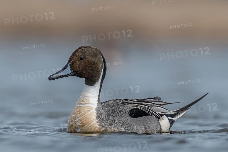 Northern Pintail (Anas acuta) male, Schleswig-Holstein, Germany