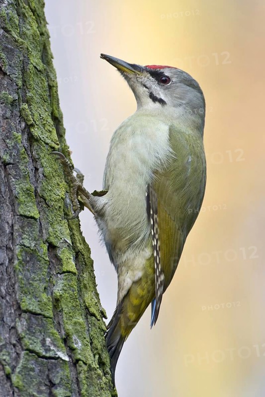 Grey-headed Woodpecker (Picus canus), Saxony, Germany