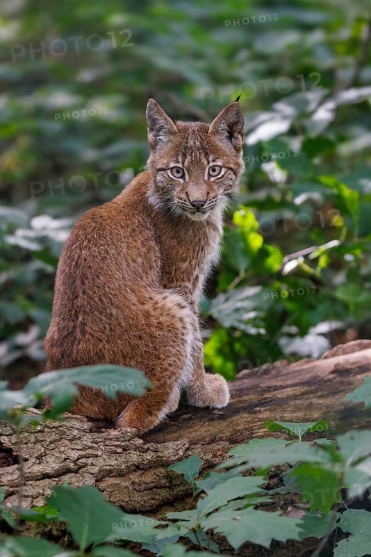 Eurasian lynx (Lynx lynx), Germany
