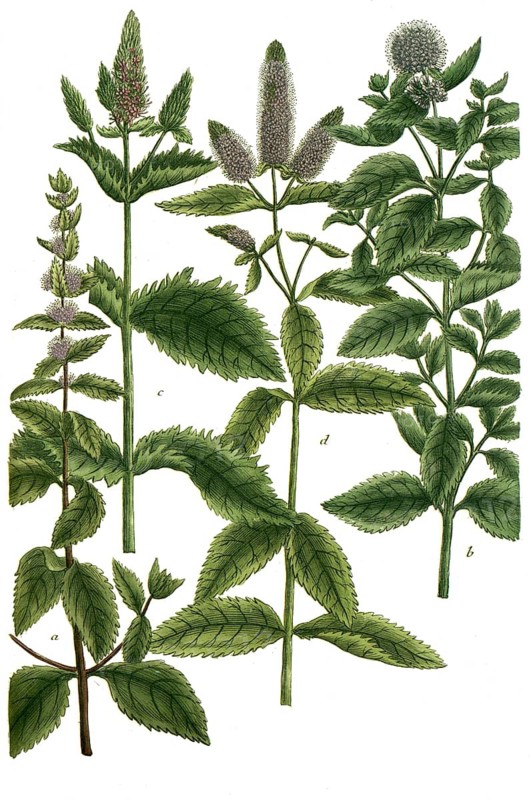 Botany, plants, a. mentha aquatica, brook mint, b. mentha arvensis, field mint, c. mentha crispa, curly mint, d. mentha spicata, horse mint