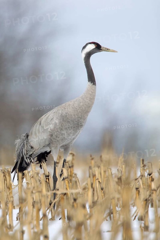 Common Crane (Grus grus), Mecklenburg-Western Pomerania, Germany