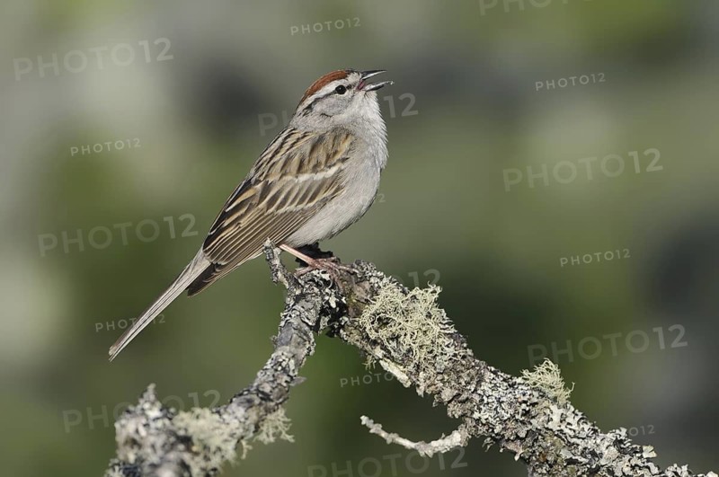 Chipping Sparrow (Spizella passerina), British Columbia, Canada