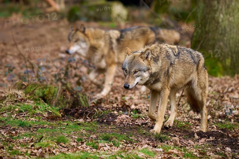 Two wolves roam the wooded forest floor, Wolf (Canis lupus), Germany