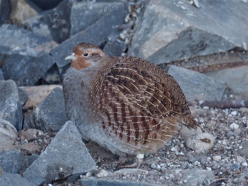 Grey partridge (Perdix perdix)