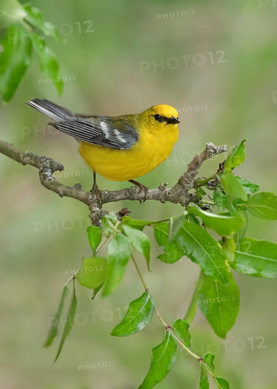 Blue-winged Warbler (Vermivora cyanoptera) male perched on a branch, Texas, USA