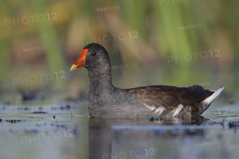 Common Moorhen (Gallinula chloropus), Florida, USA