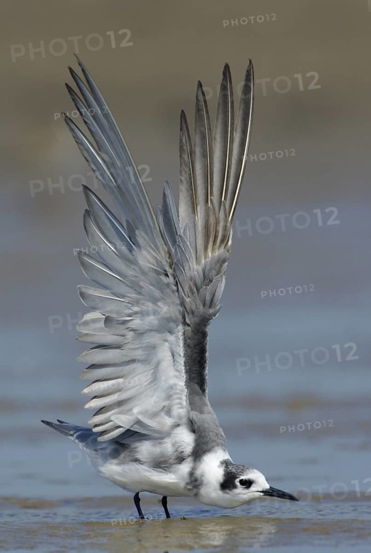 Black Tern (Chlidonias niger), Texas, USA