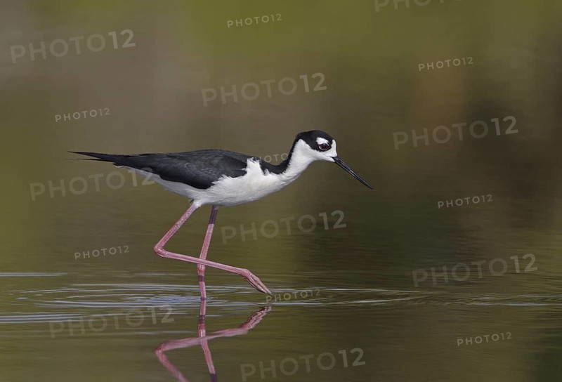 Black-necked Stilt (Himantopus mexicanus), Florida, USA