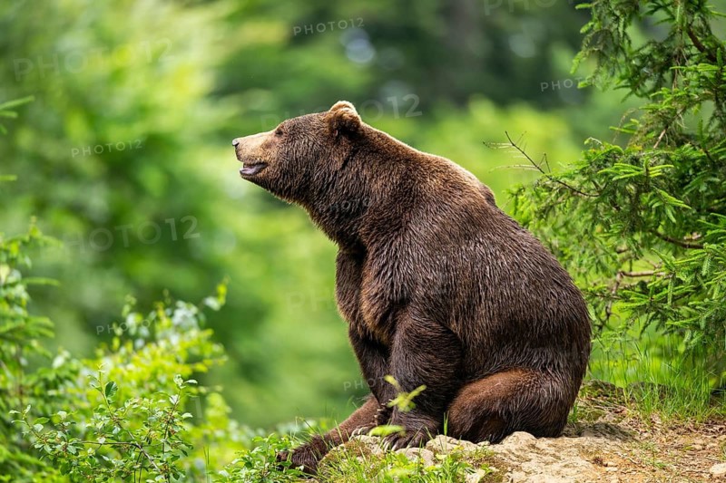 Eurasian brown bear (Ursus arctos arctos) sitting on a rock, Bavarian Forest, Bavaria, Germany