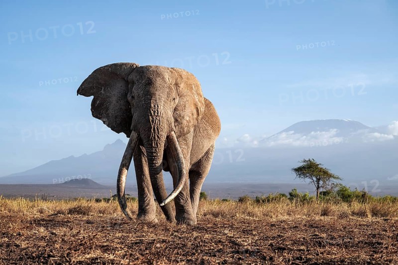 African elephant (Loxodonta africana) in picturesque landscape with the summit of Mount Kilimanjaro, the famous Super Tusker elephant Craig, old male with long tusks, in atmospheric evening light, Kajiado County, Kenya