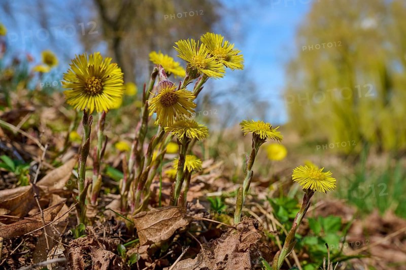 Yellow coltsfoot flowers in a meadow, trees and a blue sky are visible in the background, spring, coltsfoot (Tussilago farfara), Triesdorf, Weidenbach, Franconian Lake District, District of Ansbach, Middle Franconia, Bavaria, Germany