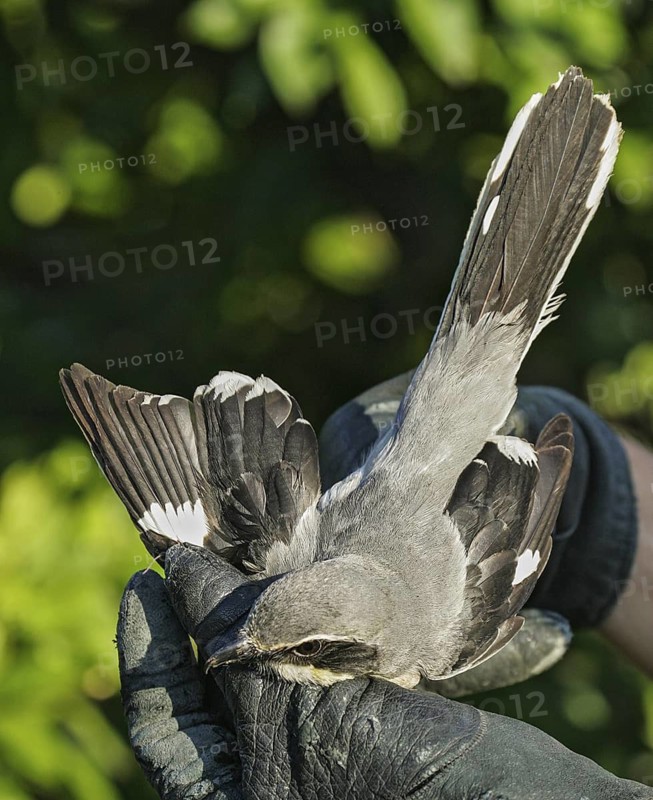 Southern Grey Shrike (Lanius meridionalis) ringing, Valencia, Spain