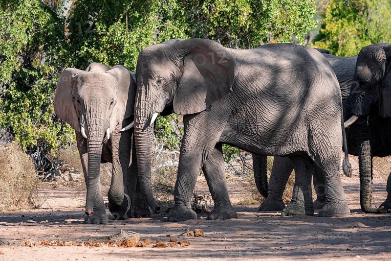 Herd of African elephants (Loxodonta africana), desert elephants, riverbed of the Ugab River, Damaraland, Kunene region, Namibia