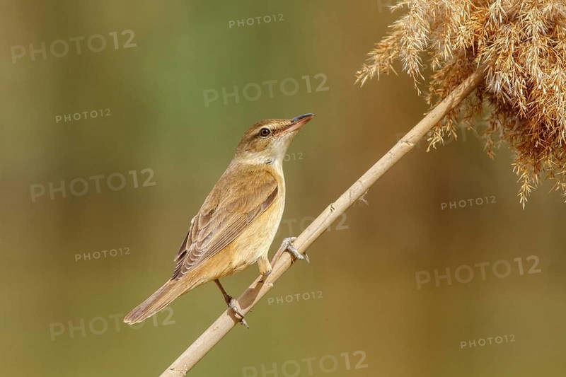 Great Reed Warbler (Acrocephalus arundinaceus), perched on marsh grass, Castile-La Mancha, Spain