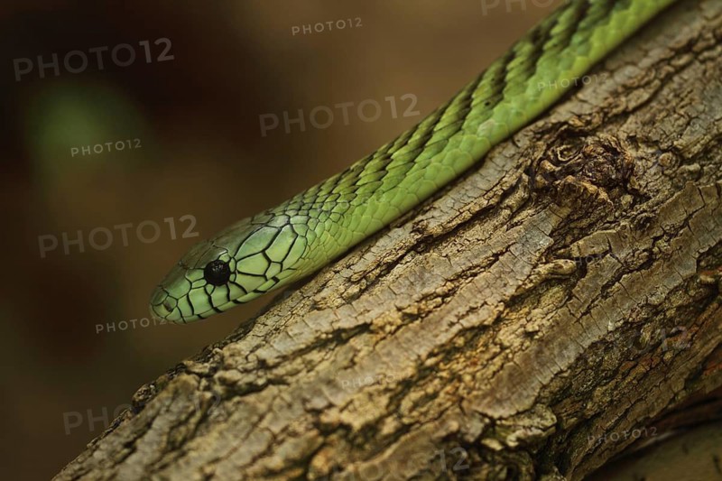 Western green mamba (Dendroaspis viridis), captive