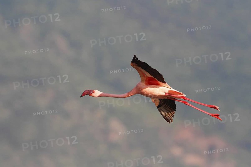 Lesser Flamingo (Phoeniconaias minor) flying, Lake Bogoria, Kenya