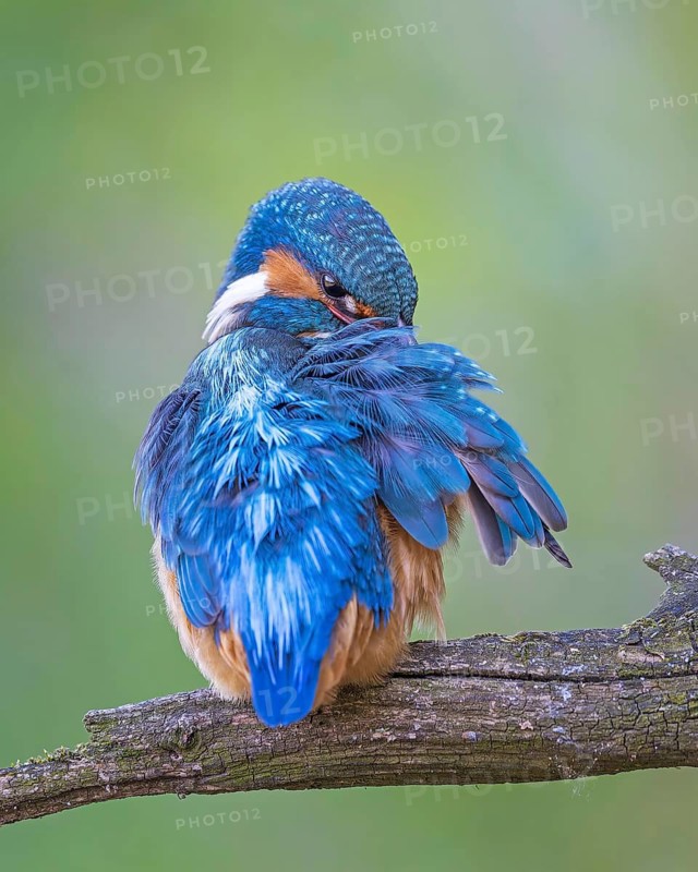 Common Kingfisher (Alcedo atthis) female preening, perched on a branch, Saxony-Anhalt, Germany