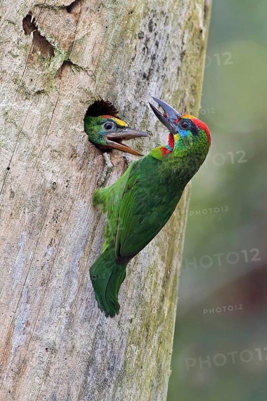 Harlekinbartvogel (Psilopogon mystacophanos) male feeding juvenile in nest cavity, Malaysia