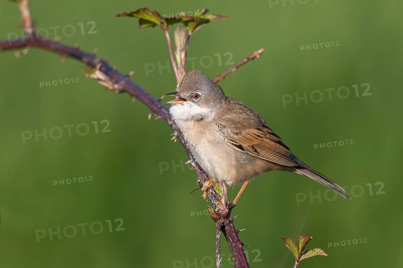 Common Whitethroat (Sylvia communis) singing, North Rhine-Westphalia, Germany