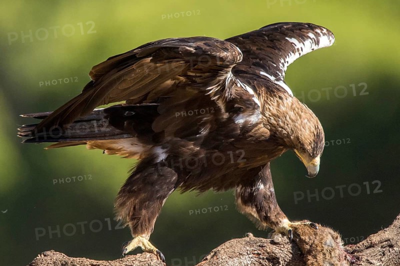 Spanish Imperial Eagle (Aquila adalberti) male perched on a branch with prey, Andalusia, Spain