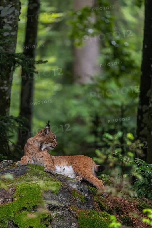 One adult Eurasian lynx, (Lynx lynx), resting in a forest on mossy rocks