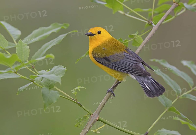 Prothonotary Warbler (Protonotaria citrea) male, Ohio, USA
