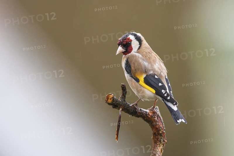 European Goldfinch (Carduelis carduelis), Bavaria, Germany