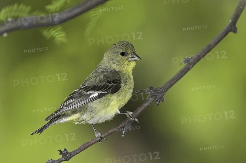 Lesser Goldfinch (Spinus psaltria) female, Arizona, USA