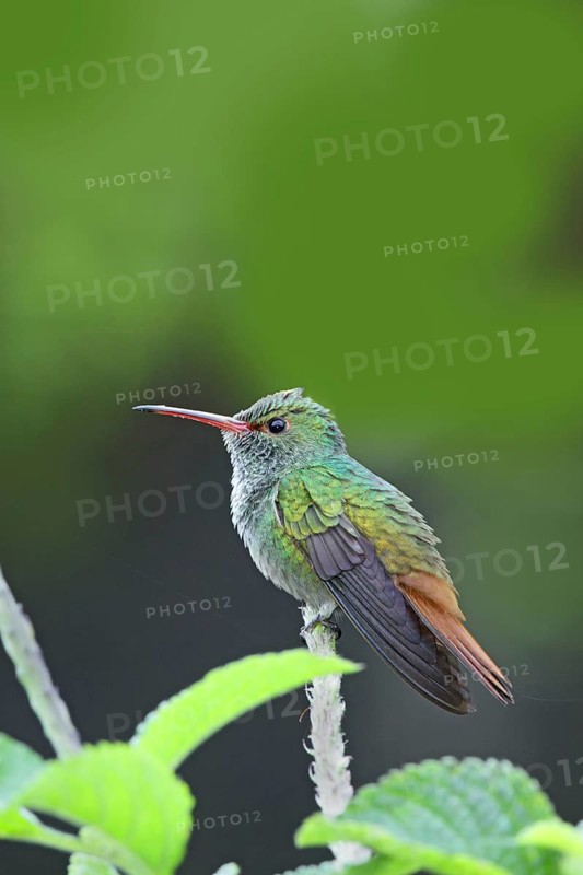 Rufous tailed Hummingbird Amazilia tzacatl San Jose, COSTA RICA 2 November Adult Male Trochilidae