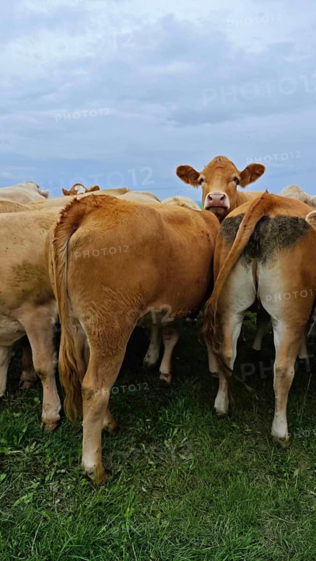 Rear view of a group of brown cows (bos taurus) on a green meadow under a cloudy sky, Franconian Forest nature park Park