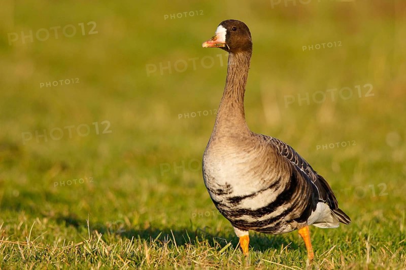 Greater White-fronted Goose (Anser albifrons), North Rhine-Westphalia, Germany