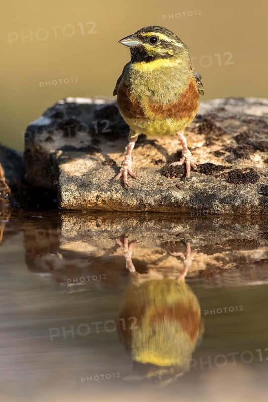 Cirl Bunting (Emberiza cirlus) male, Castile and Leon, Spain