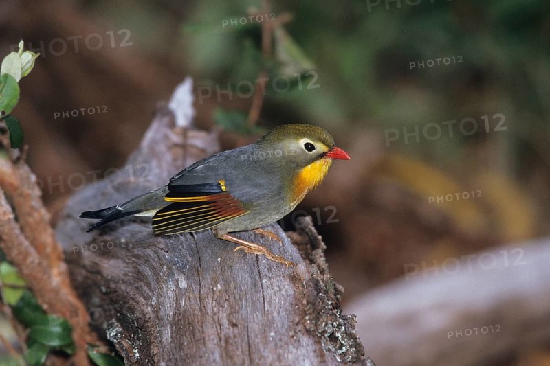 Red-billed Leiothrix, Leiothrix lutea